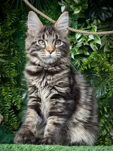 Котенок мейн-кун