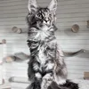 Fortune - photo 1
