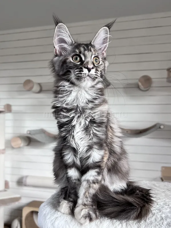 Maine Coon kitten Tortie Silver Classic Tabby MCO fs 22 Girl
