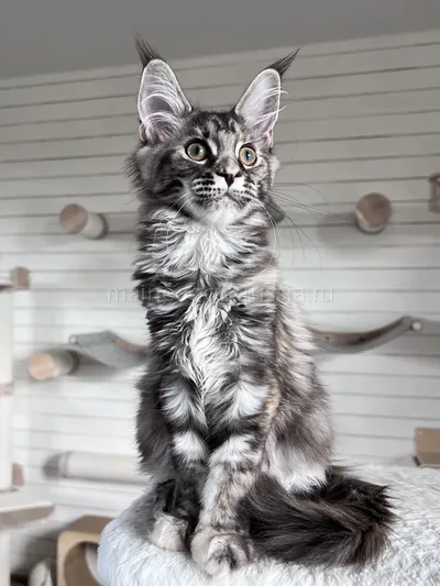 Fortune — Maine Coon kitten, Tortie Silver Classic Tabby MCO fs 22