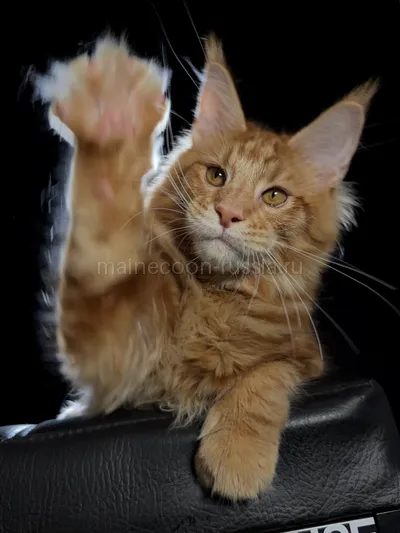 Crater — Maine Coon kitten, Red Classic Tabby MCO d 22
