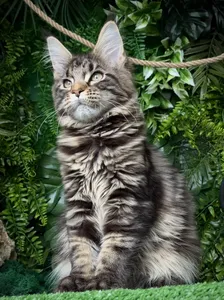 Котенок мейн-кун