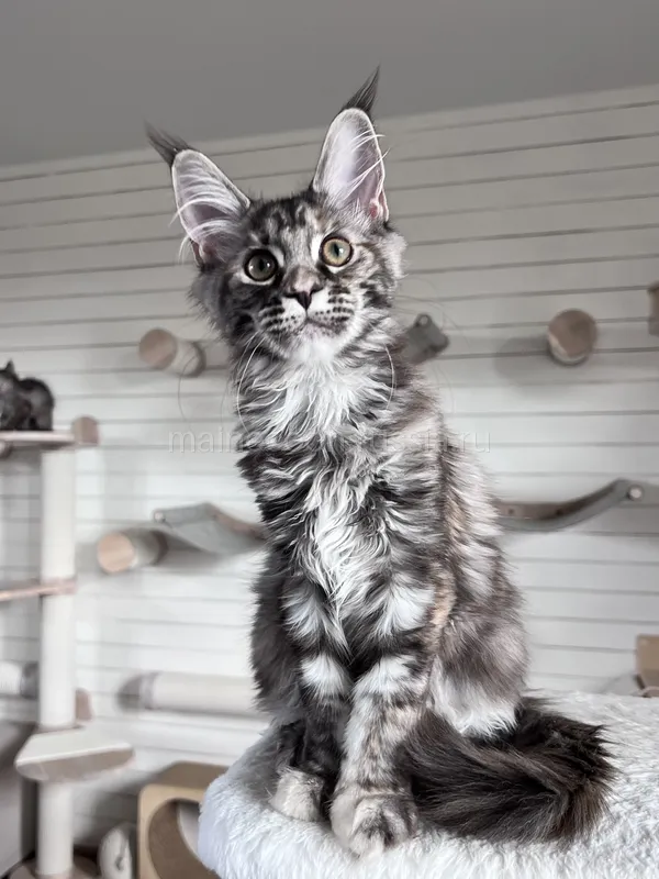 Maine Coon kitten Tortie Silver Classic Tabby MCO fs 22 Girl
