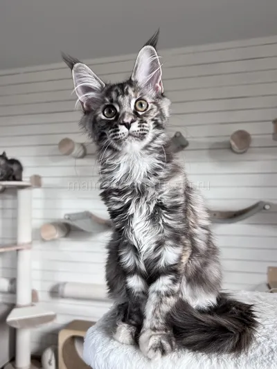 Fortune — Maine Coon kitten, Tortie Silver Classic Tabby MCO fs 22