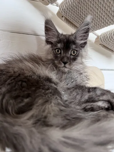 Gabrielle — Maine Coon kitten, Black smoke MCO ns