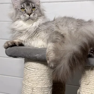 Котенок мейн-кун