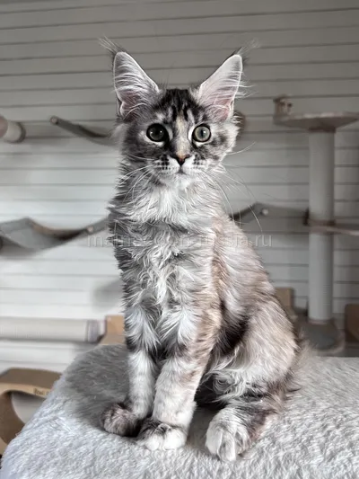 Flora — Maine Coon kitten, Tortie Silver Classic Tabby MCO fs 22