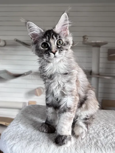 Flora — Maine Coon kitten, Tortie Silver Classic Tabby MCO fs 22