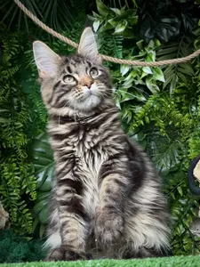 Котенок мейн-кун