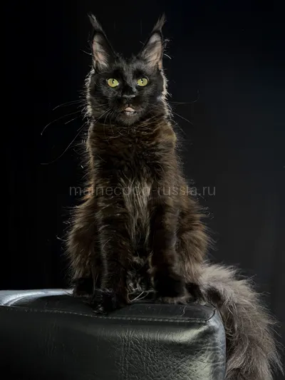Beverly — Котенок мейн-кун, Черный MCO n