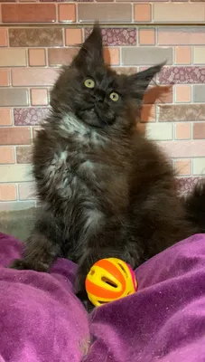 Polydactyl Maine Coon: the cat with big mitten paws
