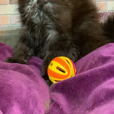 Котенок мейн-кун