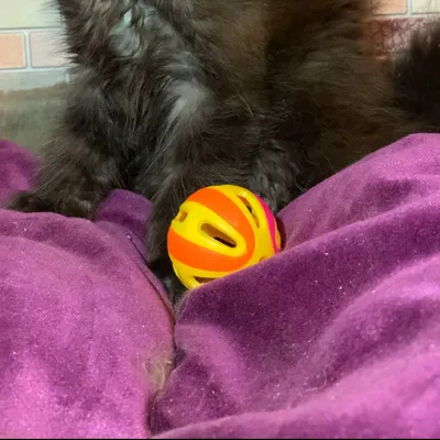 Котенок мейн-кун