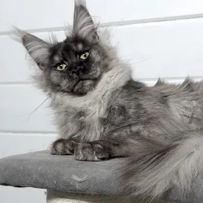 Котенок мейн-кун