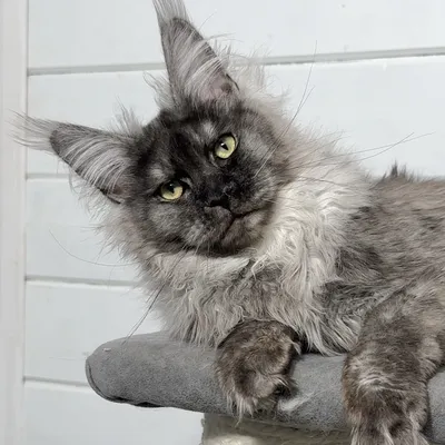 Котенок мейн-кун