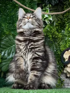 Котенок мейн-кун
