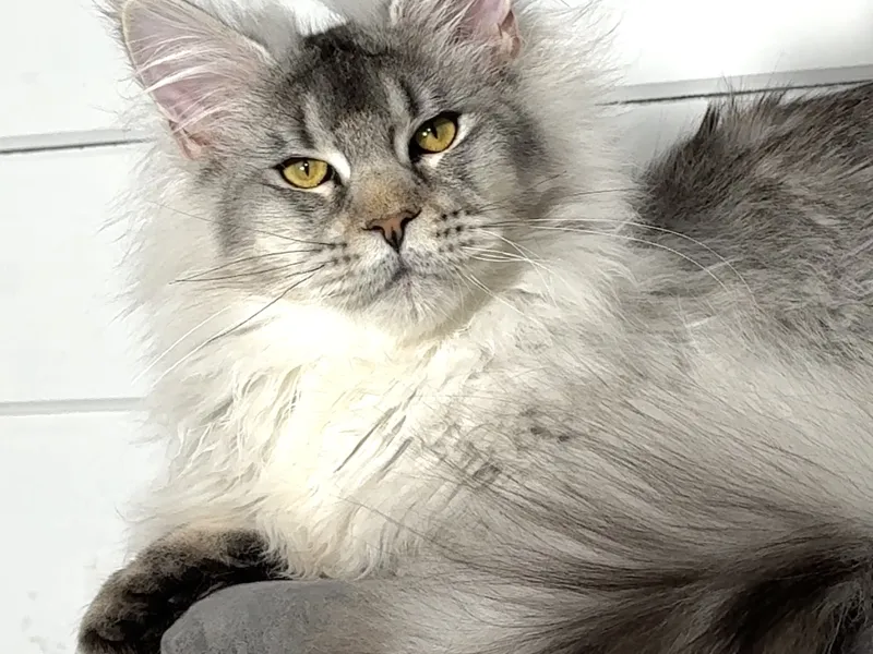 Котенок мейн-кун Черный тикированный на  серебре MCO ns 25 Мальчик