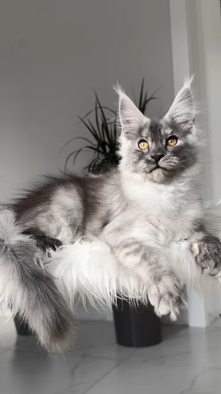 Maine Coon kitten Black smoke MCO ns  Girl