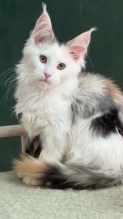 Котенок мейн-кун