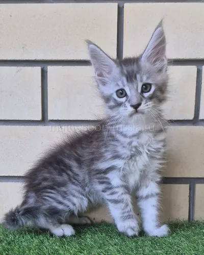 Boy — Maine Coon kitten, Black Silver Mac Tabby MCO ns 23