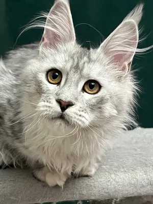 Котенок мейн-кун