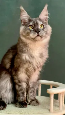 Котенок мейн-кун