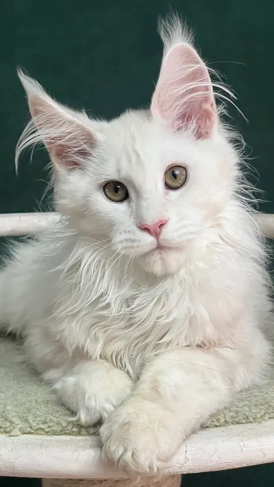 Maine Coon kitten