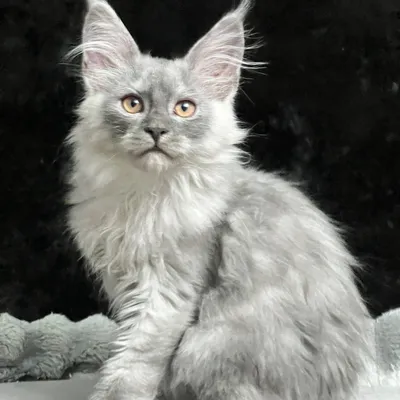 Котенок мейн-кун