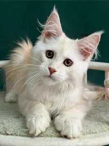 Котенок мейн-кун