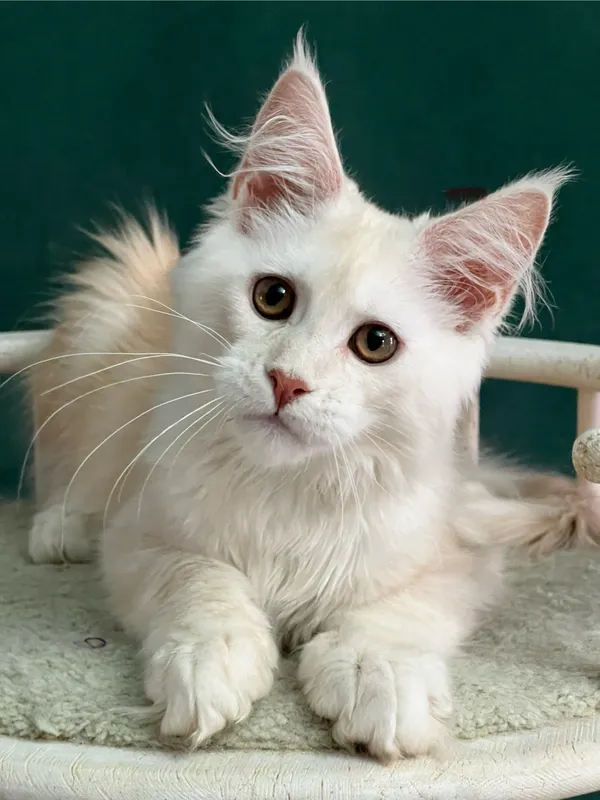 Котенок мейн-кун Красный серебрянный мраморный MCO ds 22 Мальчик