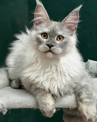 Котенок мейн-кун