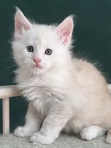 Котенок мейн-кун