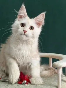 Котенок мейн-кун