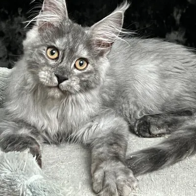 Котенок мейн-кун