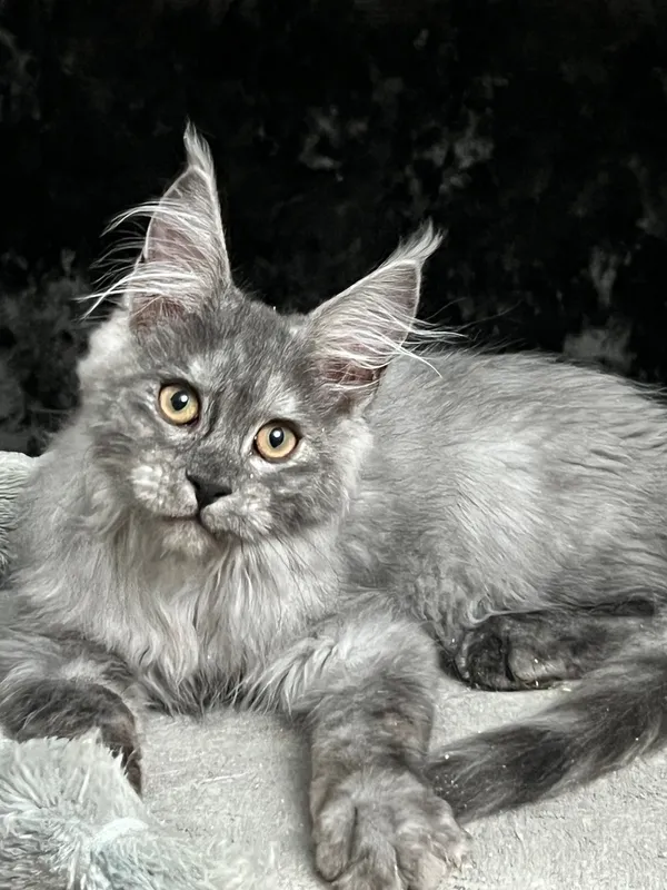 Котенок мейн-кун Черный дым MCO ns  Мальчик