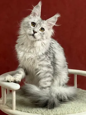 Котенок мейн-кун