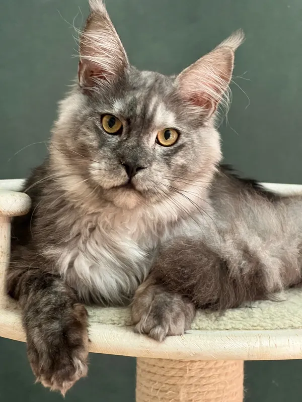 Maine Coon kitten Black smoke MCO ns  Boy