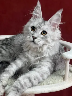 Котенок мейн-кун