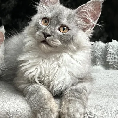 Котенок мейн-кун