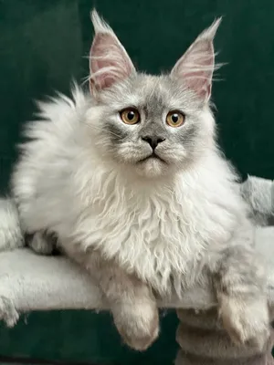 Котенок мейн-кун