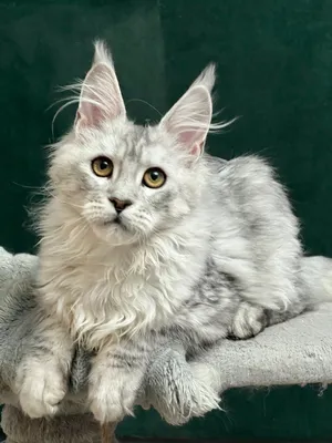 Котенок мейн-кун