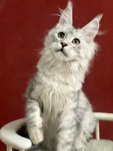 Котенок мейн-кун