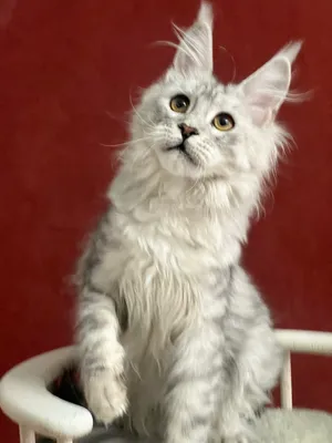 Котенок мейн-кун