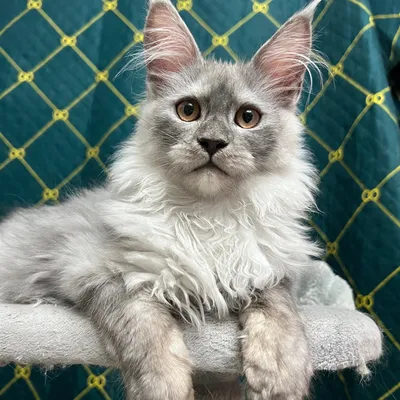 Котенок мейн-кун