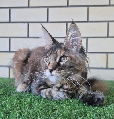 Zena — Maine Coon kitten, Tortie Classic Tabby MCO f 22