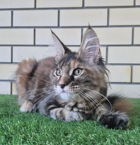 Zena