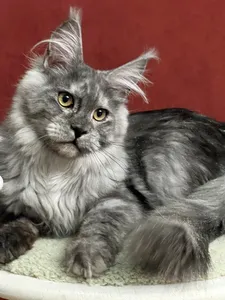 Котенок мейн-кун