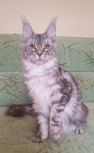 Тиффани