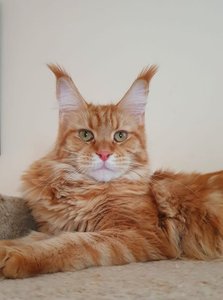 Олимпия