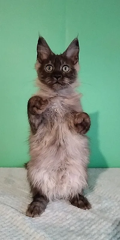 Jenevra — Maine Coon kitten, Black smoke MCO ns